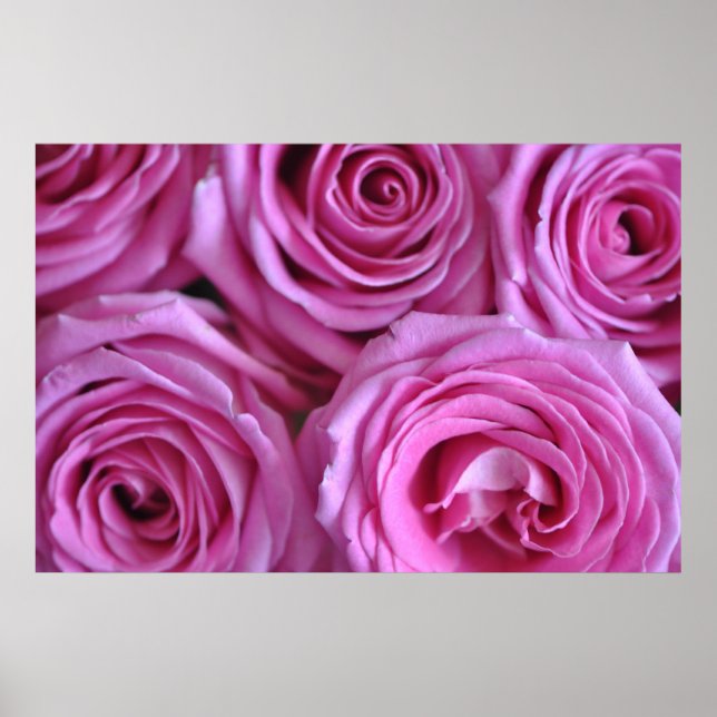 Poster Roses roses (Devant)