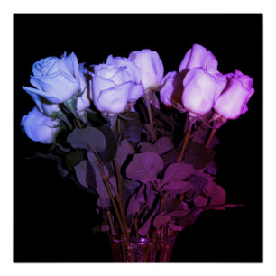 Poster Roses roses et violets à longue tige en Vase sur n