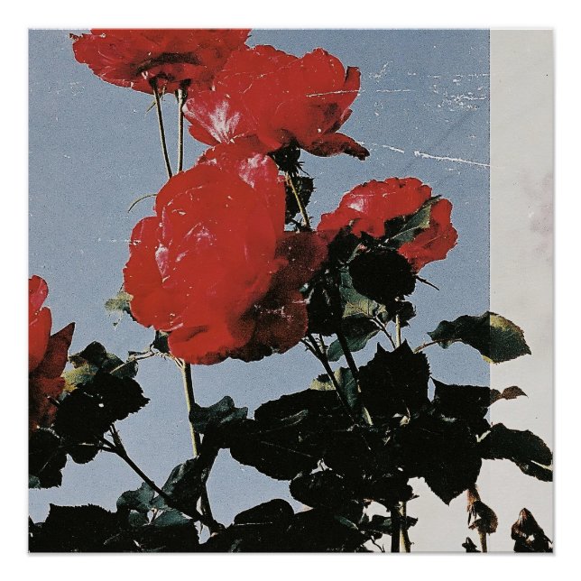 Poster Roses rouges vintage sur un ciel bleu (Devant)