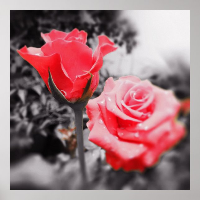 Poster Roses rouges vintages (Devant)