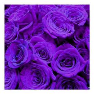 Poster roses violet romantique, joli bouquet de rose