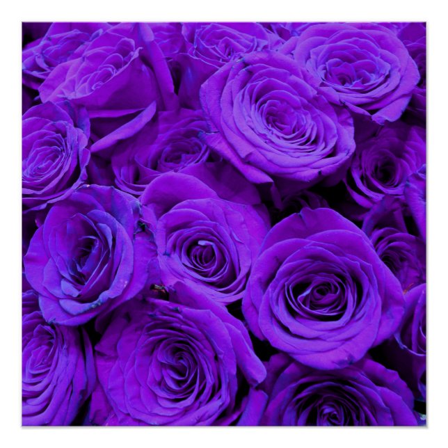 Poster roses violet romantique, joli bouquet de rose (Devant)
