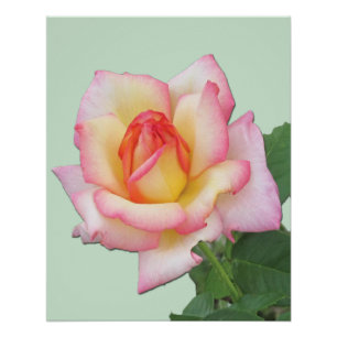 Poster Rosier hybride de thé aux nuances de rose Rosier d