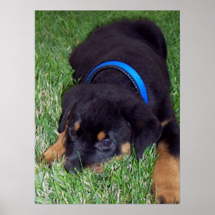Poster rottweiler pup.