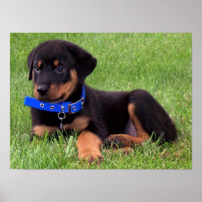 Poster rottweiler pups. (Devant)