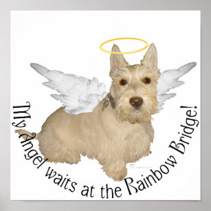 Poster Roue Scottish Terrier Angels