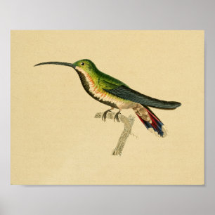 Poster Rouge 1830 de vert d'impression de colibri de cru
