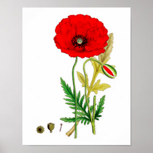Poster rouge à fleurs #8