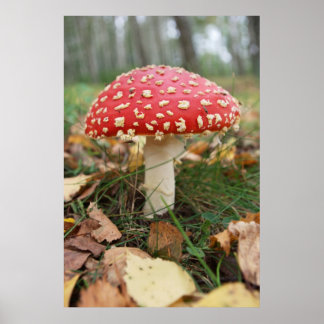 Poster rouge de la mouche Agaric