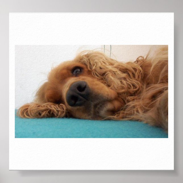 Poster rouge english cocker spaniel 2.png (Devant)