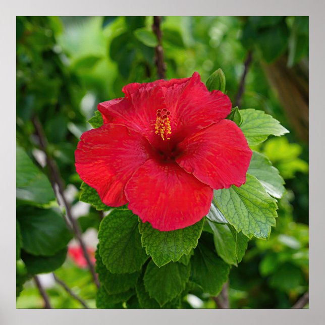 Poster rouge Hibiscus (Devant)
