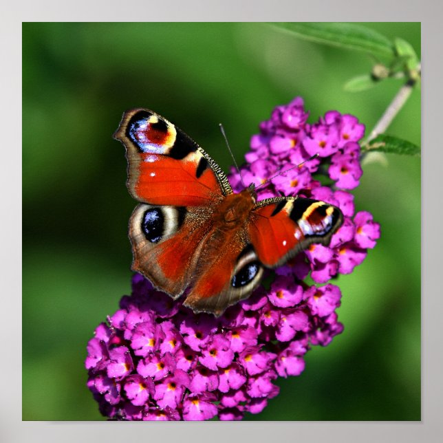 Poster rouge Papillon & Fleurs (Devant)