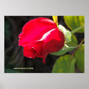 Poster Rouge Rose Bud