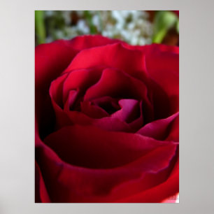 Poster Rouge Rose Imprimer Belle Fleur Art Imprime