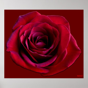 Poster Rouge Rose Imprimer Belle Fleur Art Imprime