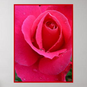 Poster Rouge Rose Imprimer Belle Fleur Art Imprime