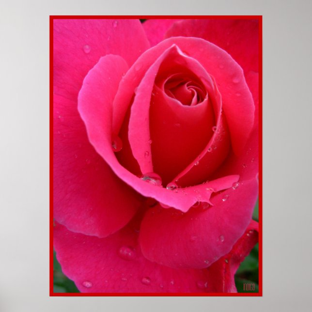 Poster Rouge Rose Imprimer Belle Fleur Art Imprime (Devant)