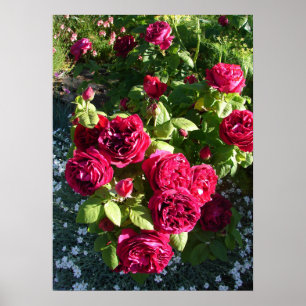 Poster rouge Rose Rose Nature Jardin
