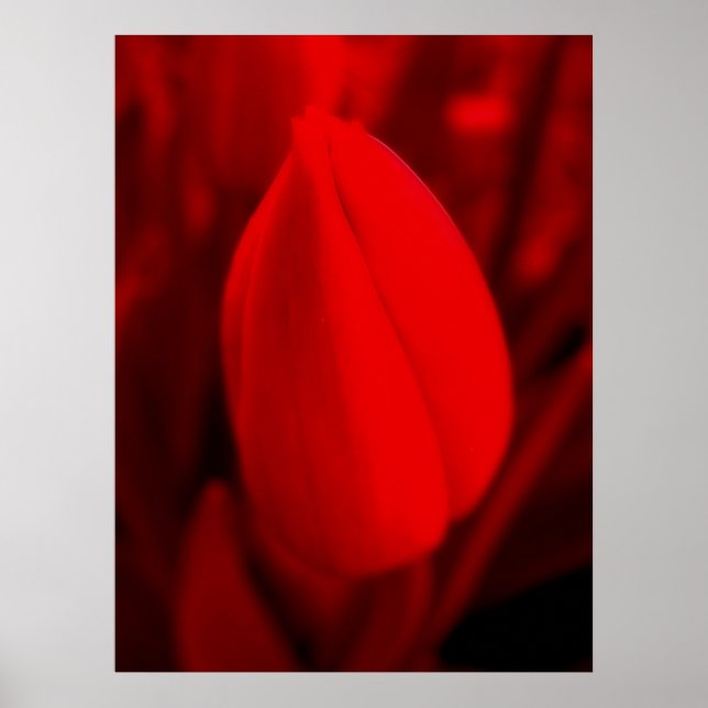 Poster ROUGE TULIP (Devant)