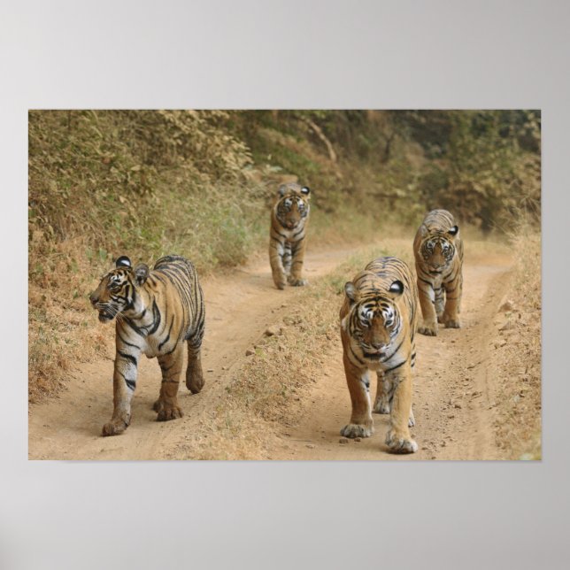 Poster Royal Bengal Tigers (Devant)