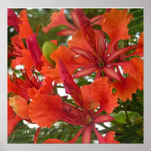 Poster Royal Poinciana