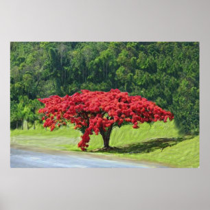 Poster Royal Poinciana