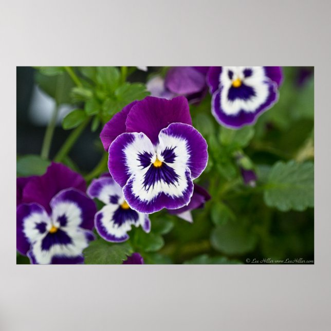 Poster Royal Purple and White Matrix Pansy (Devant)
