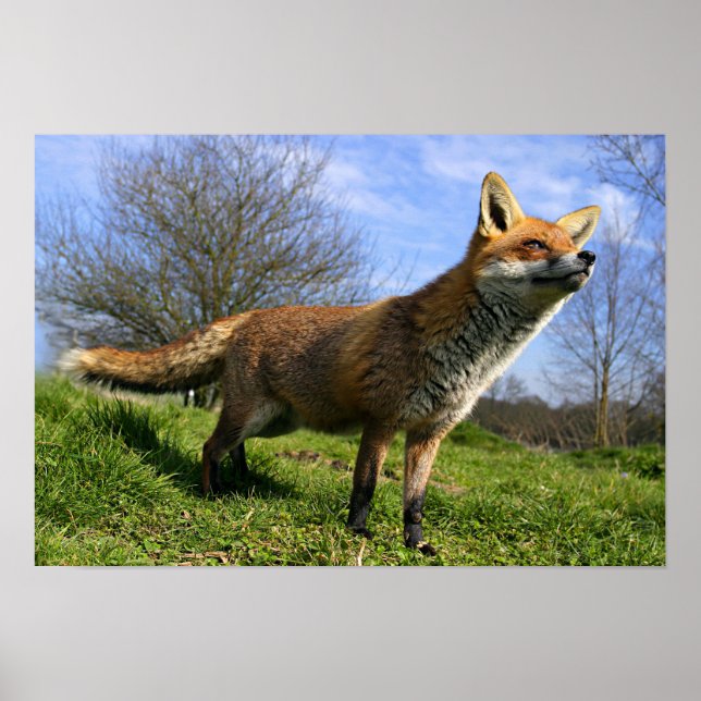 Poster Royaume-Uni, Angleterre. Renard roux (Vulpes vulpe (Devant)