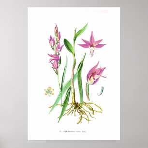 Poster Rubra de Cephalanthera