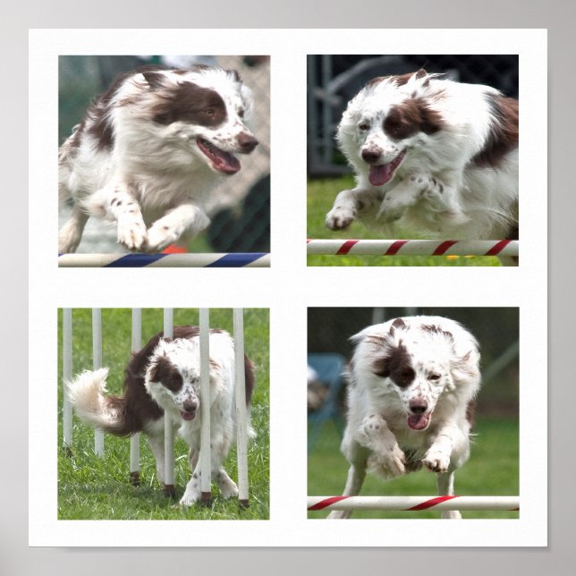 Poster Ruby Agility (Devant)