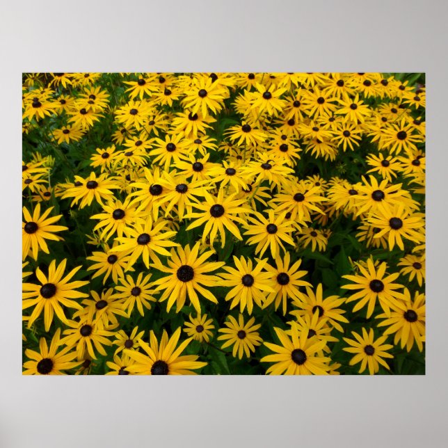 Poster Rudbeckia Hirta (Susans aux yeux noirs) (Devant)