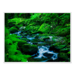 Poster Ruisseau de la forêt moussue dans le parc national