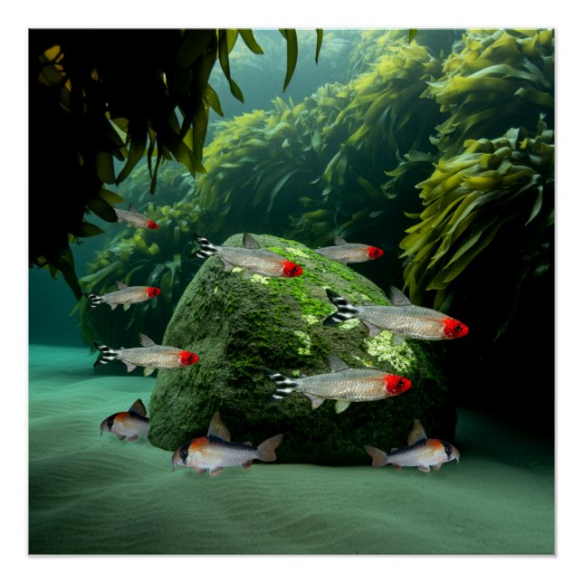 Poster Rummynose Tetras Corydoras Aquarium Poissons (Devant)
