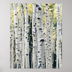 Poster Rustique Cabine Birch Trees