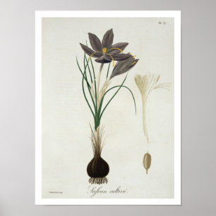 Poster Saffron Crocus de 'Phytographie Medicale' de Jos