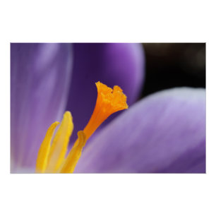 Poster Saffron de Crocus pourpre Stigma