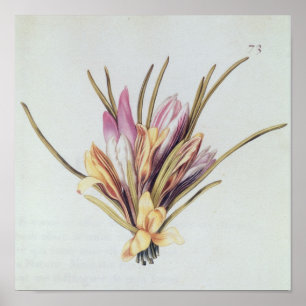 Poster Saffron ou Crocus, de 'La Guirlande de Julie'