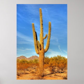 Poster Saguaro