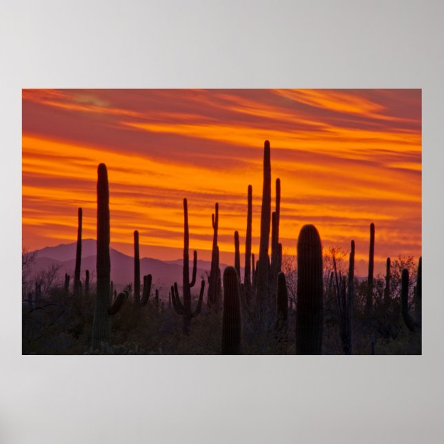 Poster Saguaro, coucher de soleil, Parc national de Sagua (Devant)