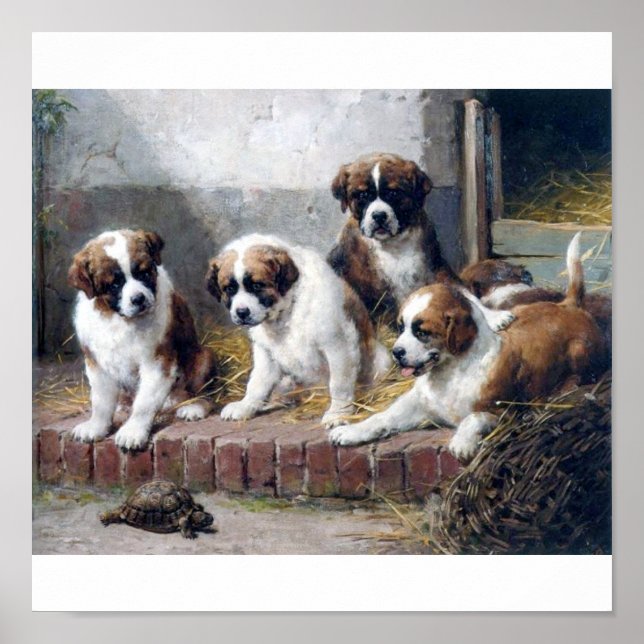 Poster Saint Bernard puppies and turtle (Devant)