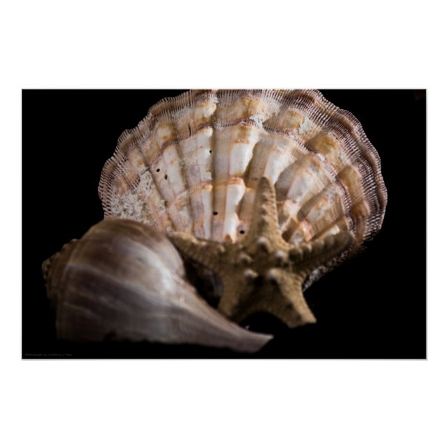 Poster Saint Jacques, Whelk, Etoile de mer (Devant)