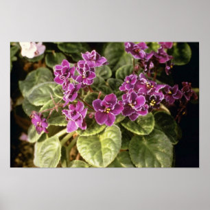 Poster Saintpaulia "choix pourpre" de lavande (viole