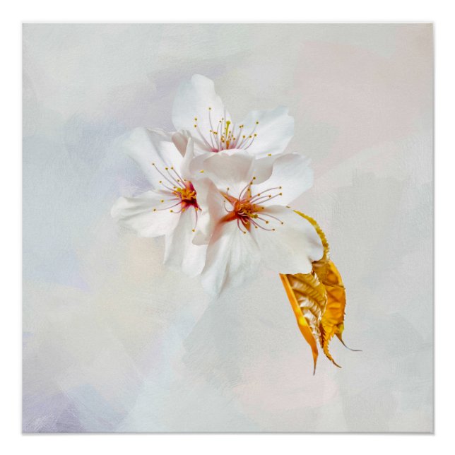 Poster Sakura - Fleur de cerisier japonaise (Devant)