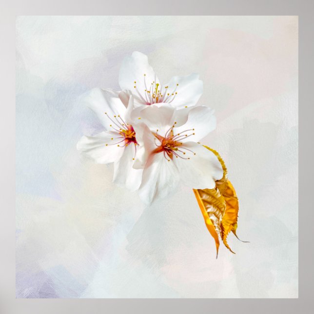 Poster Sakura - Fleur de cerisier japonaise (Devant)