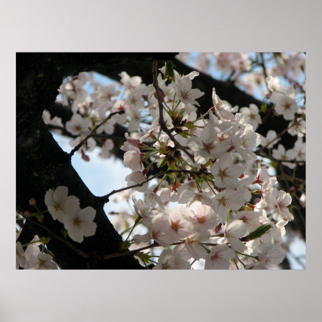 Poster Sakura (fleurs de cerisiers) (Devant)