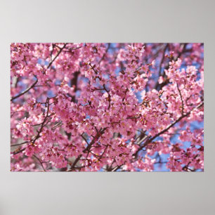 Poster Sakura Pink Cherry Blossom Sky