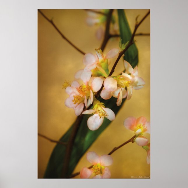 Poster Sakura - Une touche de printemps (Devant)