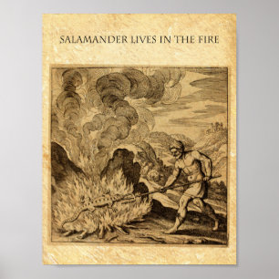 POSTER SALAMANDER OCCULTE
