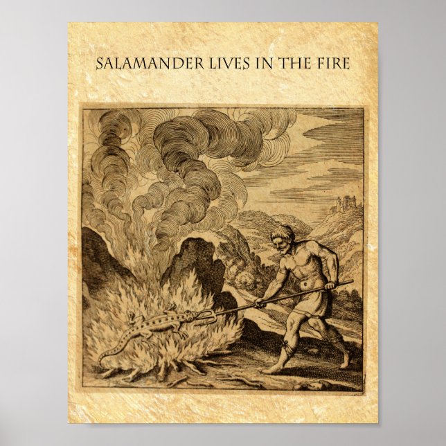 POSTER SALAMANDER OCCULTE (Devant)