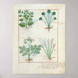 Poster Salt Bush et Anthora Absinthium et Cardamom